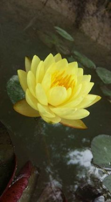 Нимфея Тонгзап - жетая, средний сорт